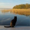 Katt på brygga fotograferad Madelene Peterson, Örebro